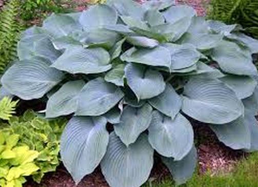 A HOSTA BLUE ANGEL