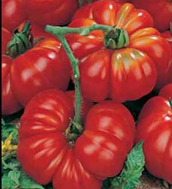 A Tomato Costoluto Fiorentino
