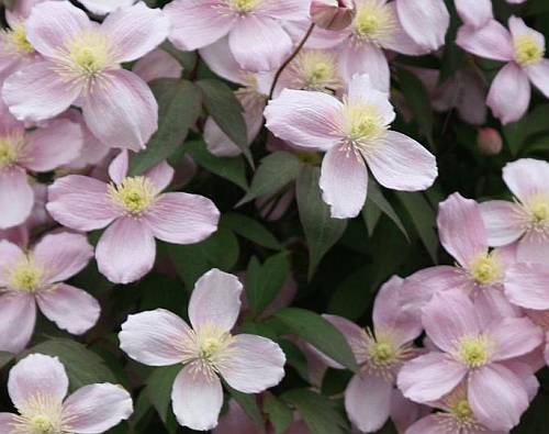 A CLEMATIS montana Rubrum