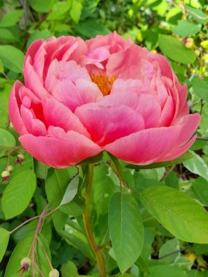 PEONY CORAL CHARM MY PIC 300