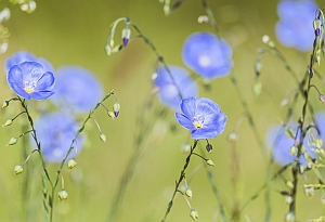 Flaxseed Linseed for web legal