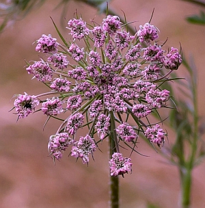 Daucus carota Dara legal for web